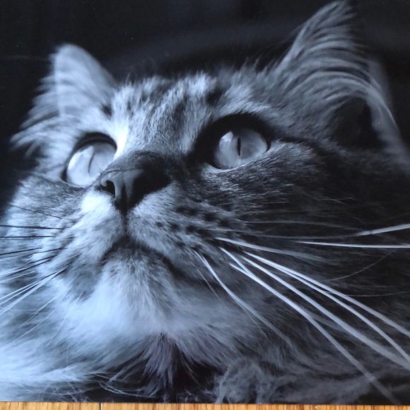 Meet your Posher, Amber - Picture 1 of 1